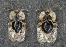 Corythucha arcuata_половой диморфизм